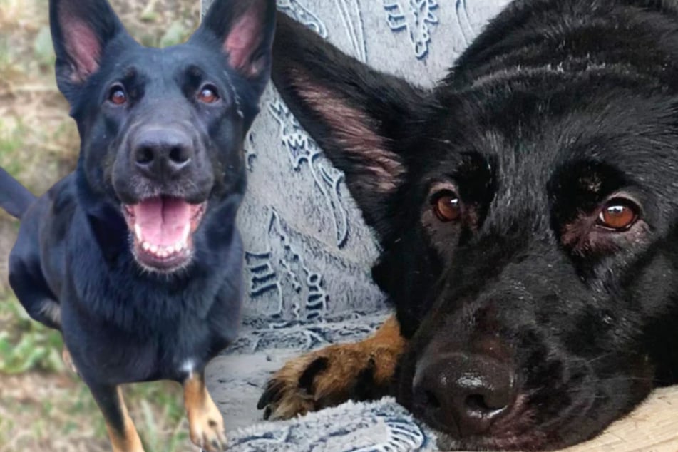 Une chienne de berger tombe entre les mains incorrectes - avec des conséquences : Mais heureusement, une fin heureuse pour Dotty ?