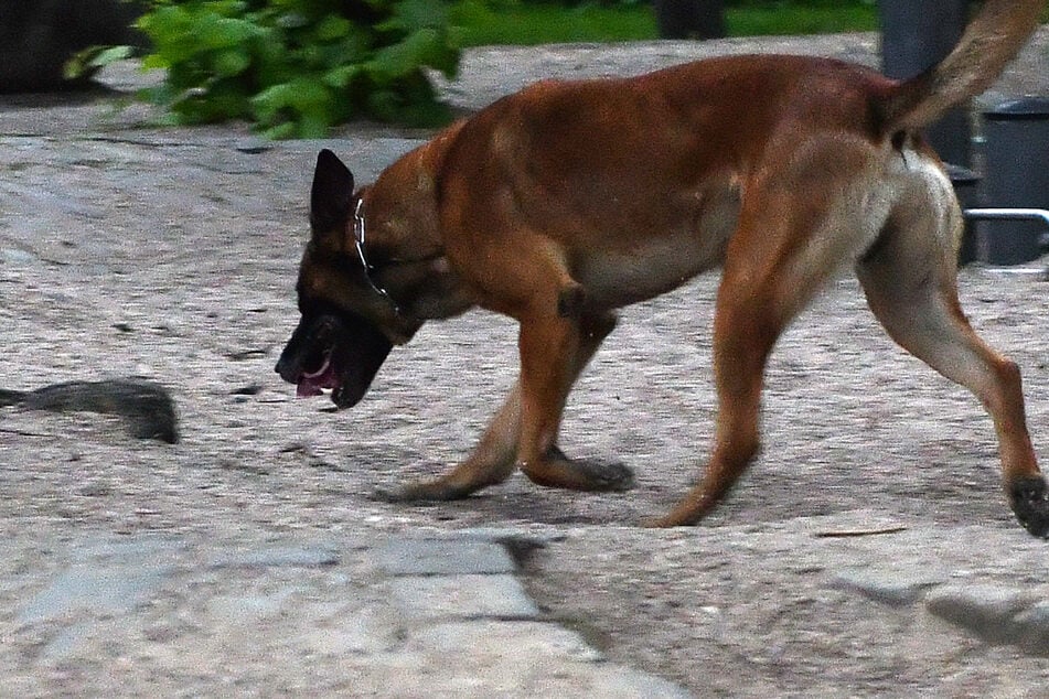 Blöd gelaufen: Einbrecher flieht, hat gegen den Polizeihund aber keine Chance