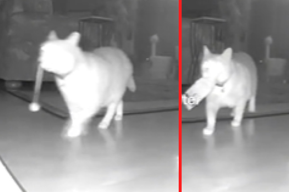 Überwachungskamera filmte alles! Frau erwischt ihre Katze bei nächtlicher Mission