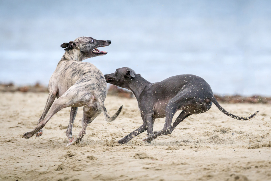 If they aren't killed for human entertainment, Greyhounds rarely live long.