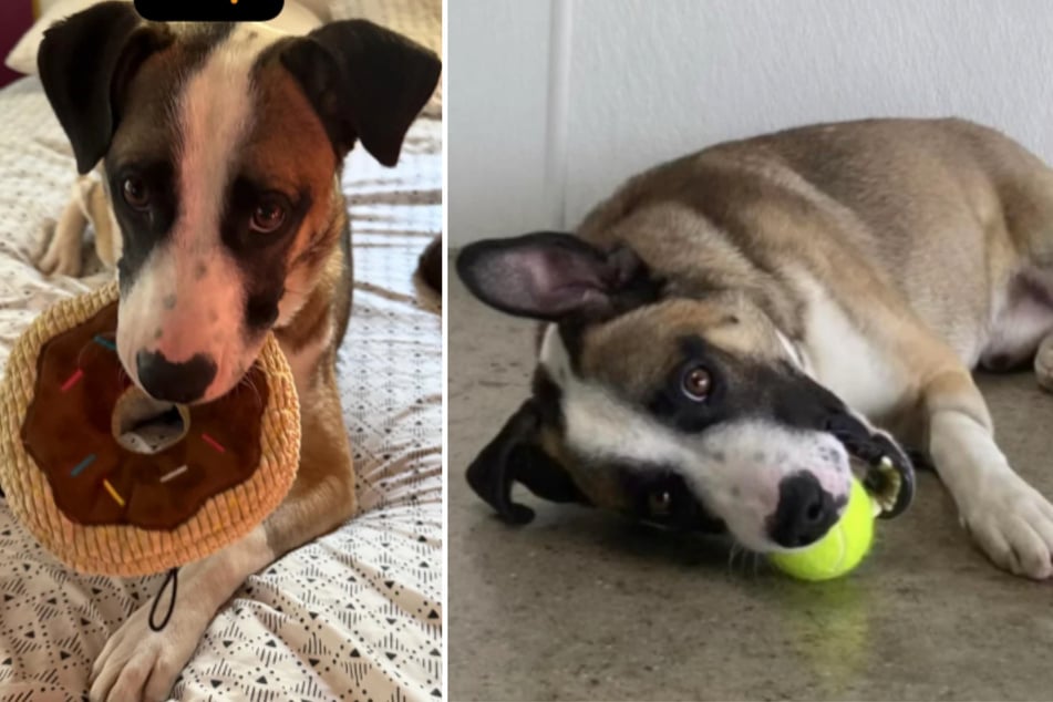 Despedido del camión: Ahora el cachorro Buddy busca un nuevo hogar