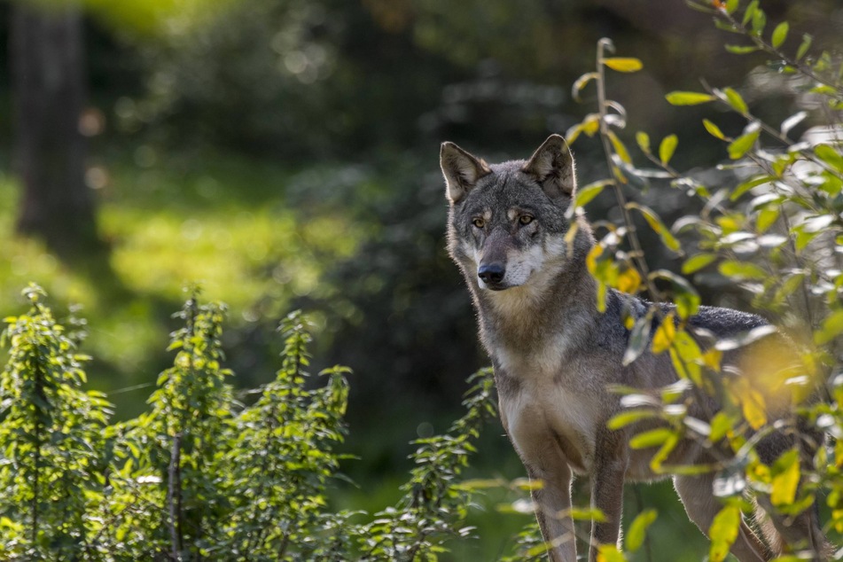 Scientists have found evidence that wolves can distinguish familiar human voices.