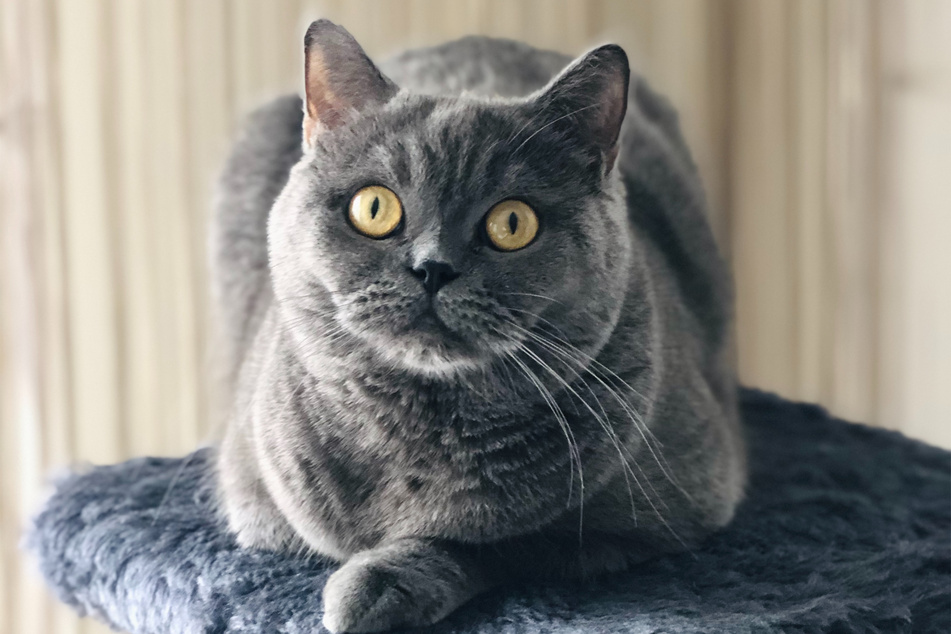 British shorthairs will always have a solid cat fur coat.