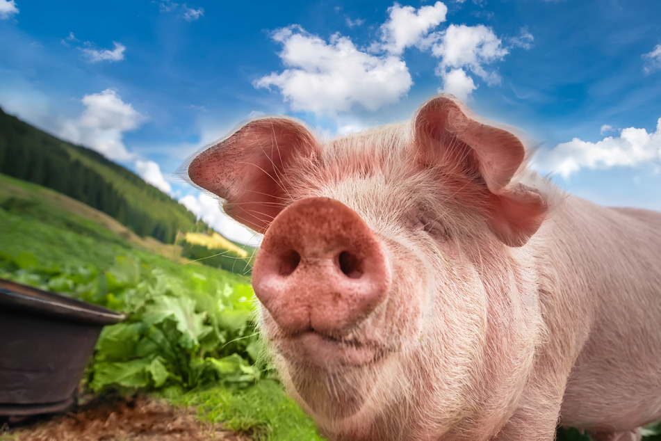 Pigs used within the UK are no longer allowed to be gassed with carbon dioxide (stock image).