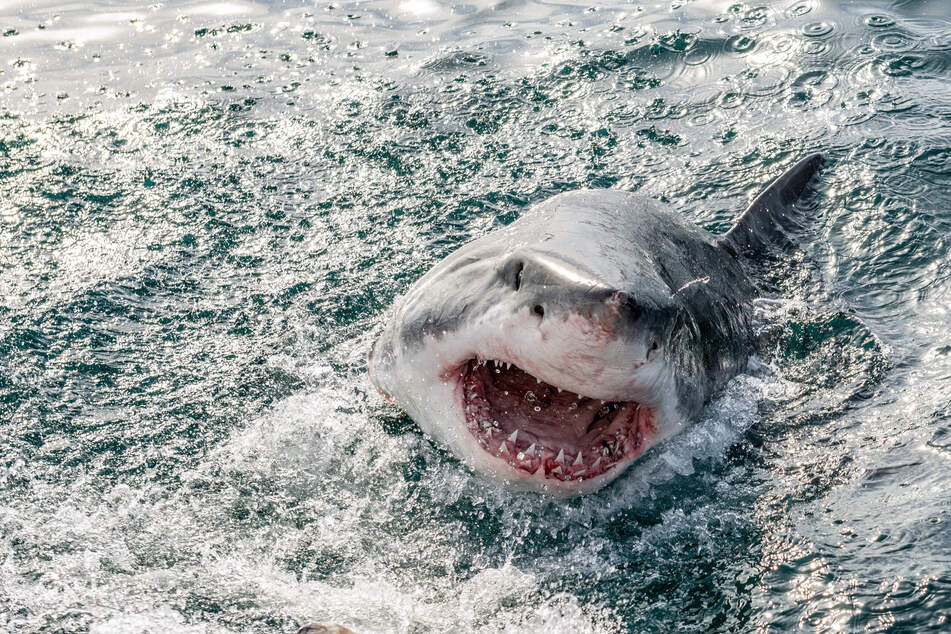 Due to a serious shark attack, Del Mar Beach will be closed until Tuesday (stock image).