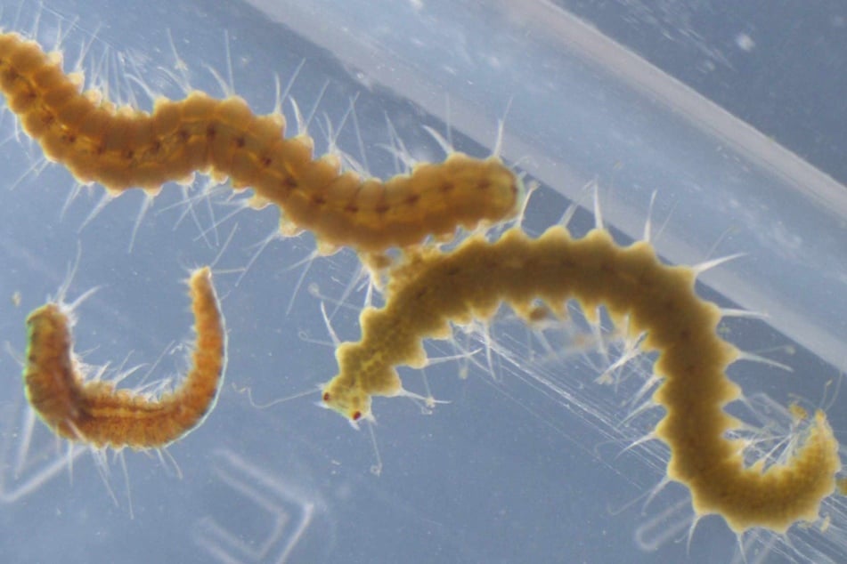 Zwei Hinterteile von Megasyllis-nipponica-Würmern, ein männliches (oben) und ein weibliches (unten), nach der Trennung der ursprünglichen Körper.