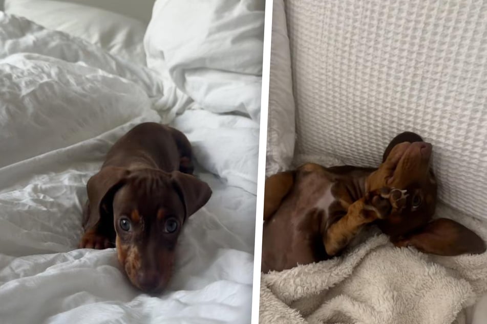 Der kleine Winnie begeistert die User auf TikTok.