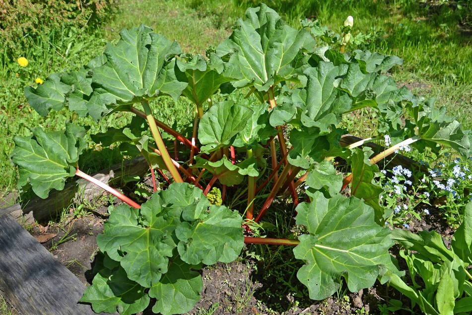 Zum Saisonende steigt der Oxalsäuregehalt und Rhabarber geht in eine Ruhephase.