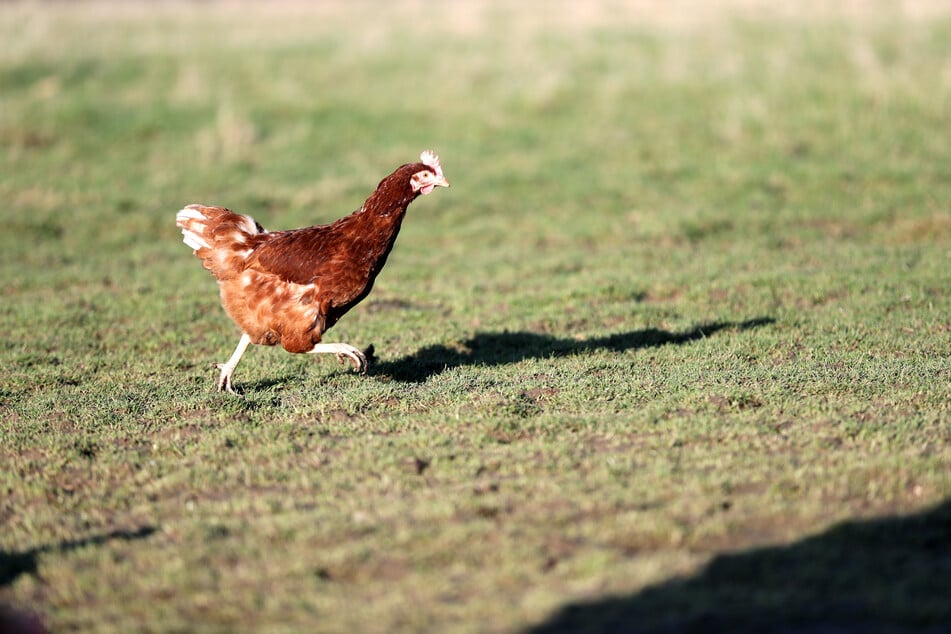 In Spanien haben Dutzende Jugendliche mit einem armen Huhn Fußball gespielt. (Symbolbild)