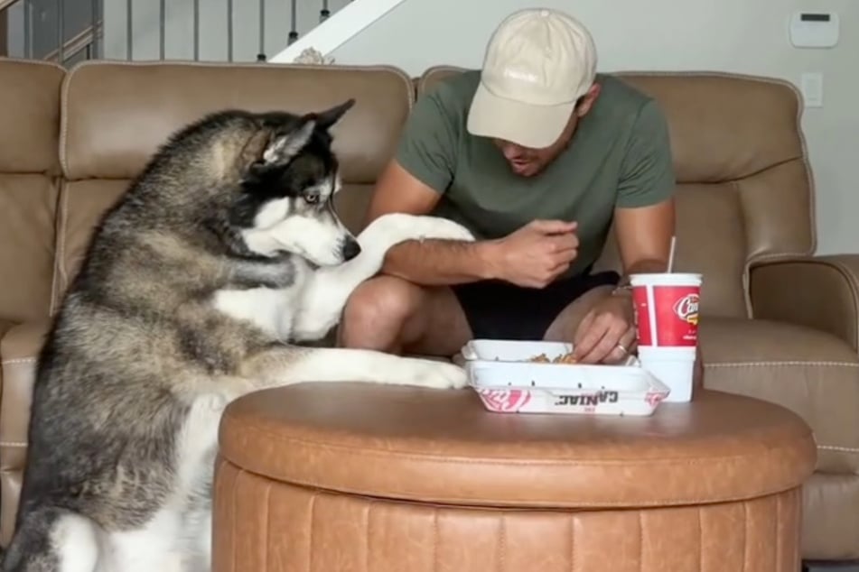 Husky Titan bittet um Gnade. Doch sein Besitzer bleibt hart.