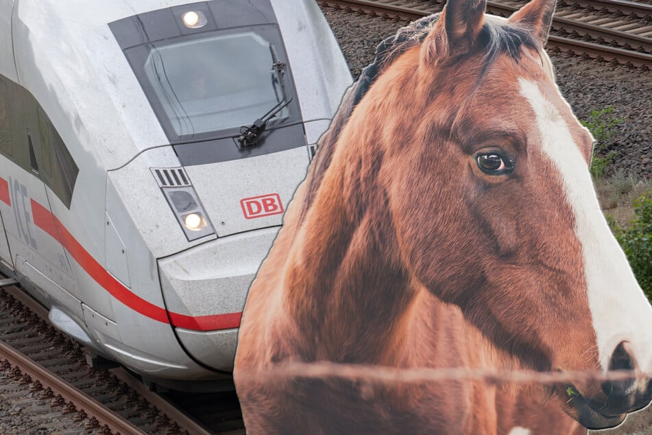 Zwar setzte der Lokführer des ICE noch zur Notbremsung an. Für das Pferd kam aber jede Hilfe zu spät. (Symbolfoto)
