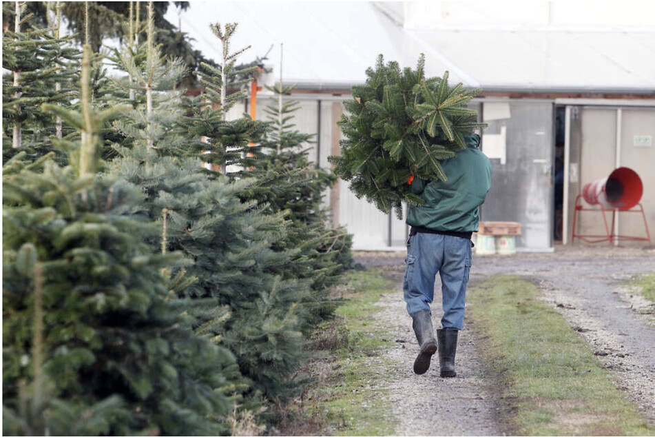 57 Weihnachtsbäume von Verkaufsfläche geklaut: Polizei sucht Zeugen