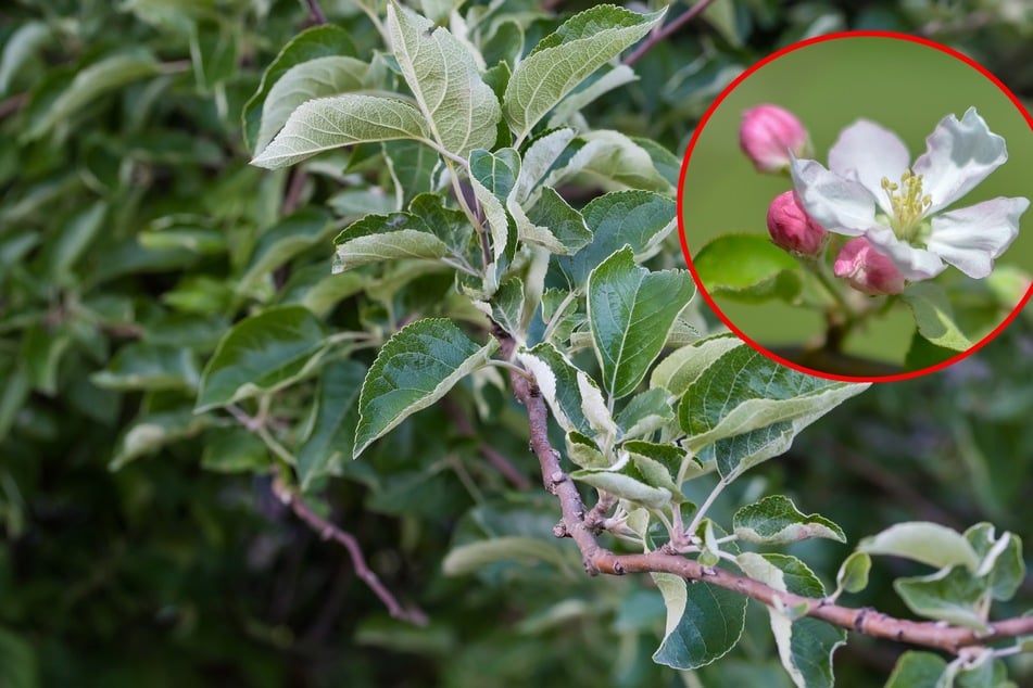 Warum blüht der Apfelbaum nicht? Informiere Dich zu häufigen Gründen und Lösungen.