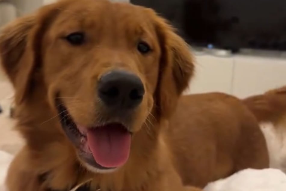 Normálně je Golden Retriever Spencer velmi veselý pes.