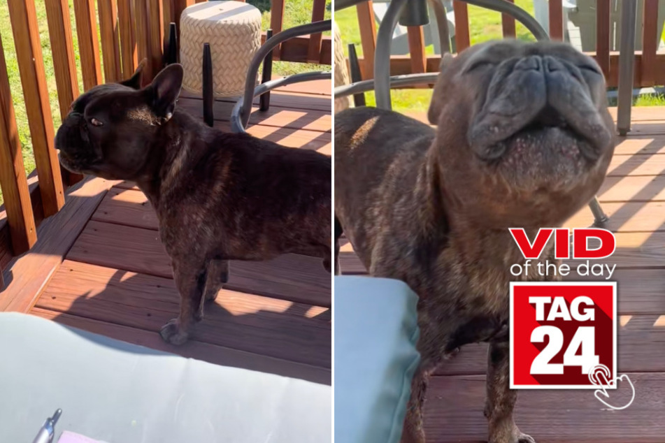viral videos: Viral Video of the Day for May 1, 2025: Hilarious dog mimics ambulance in viral TikTok clip!