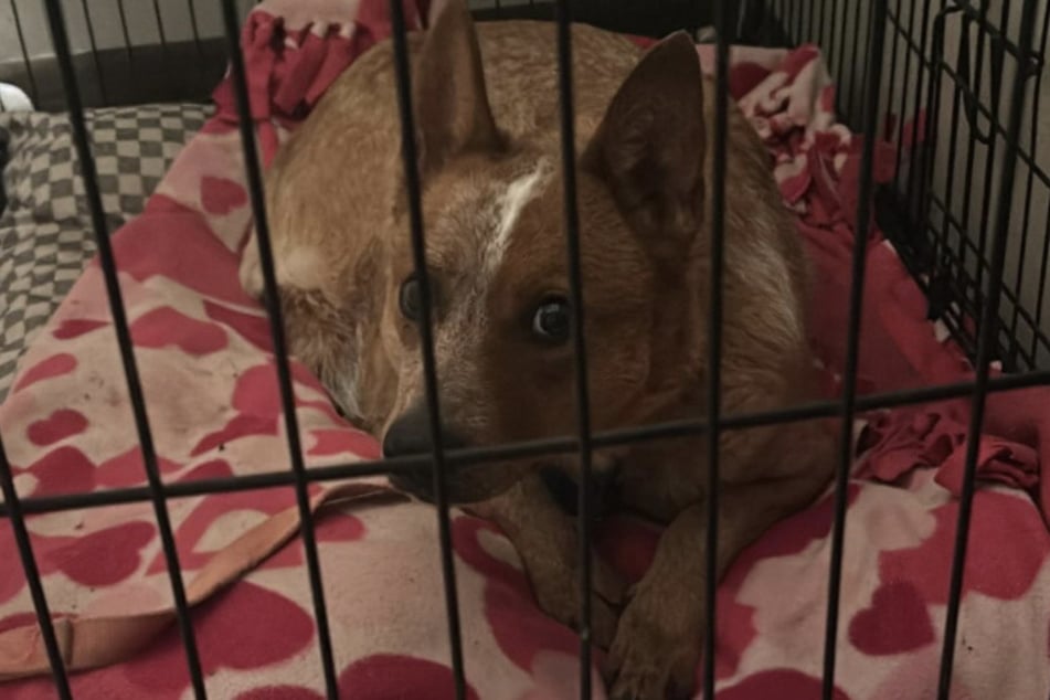 Emily und ihre Familie haben Hund Zero im Januar aus dem Tierheim adoptiert.