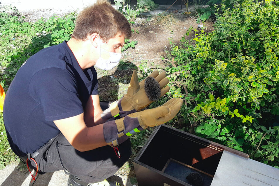 Ein Feuerwehrmann sammelt die Igel an der Grünfläche ein.