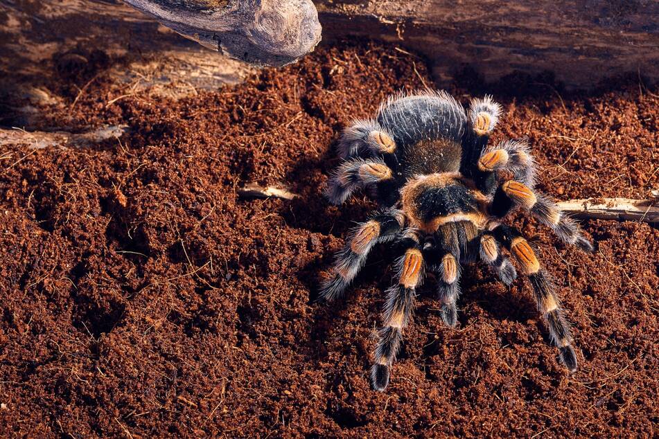 Die Rotknie-Vogelspinne gilt für Anfänger als geeignet.