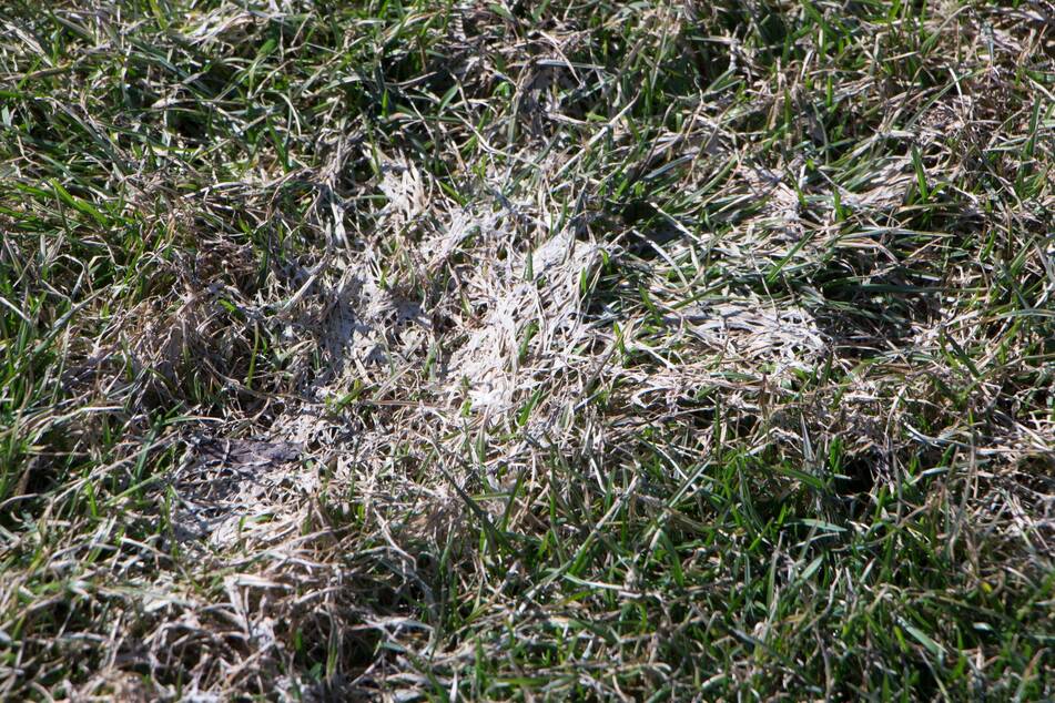 Pilze im Rasen können auch Krankheiten wie Schneeschimmel sein, der sich als weißer Flaum großflächig ausbreitet.
