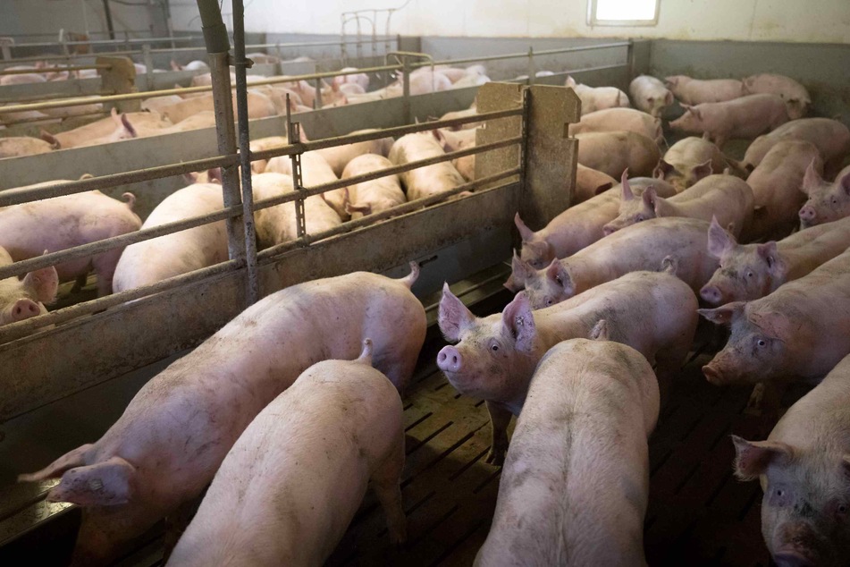 Schlachterei lässt Schweine einfach verwesen: Landkreis erhebt Anzeige!