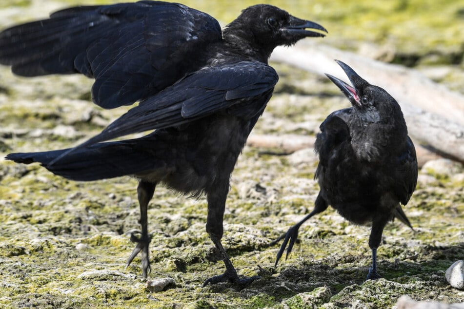 Krähen greifen Bewohner an: Kleiner Ort wird zum Schauplatz von "Die Vögel"