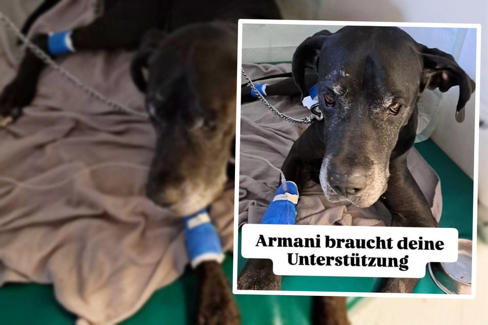 Rescatado primero, de repente en peligro de muerte: Ahora el perro Armani necesita tu ayuda
