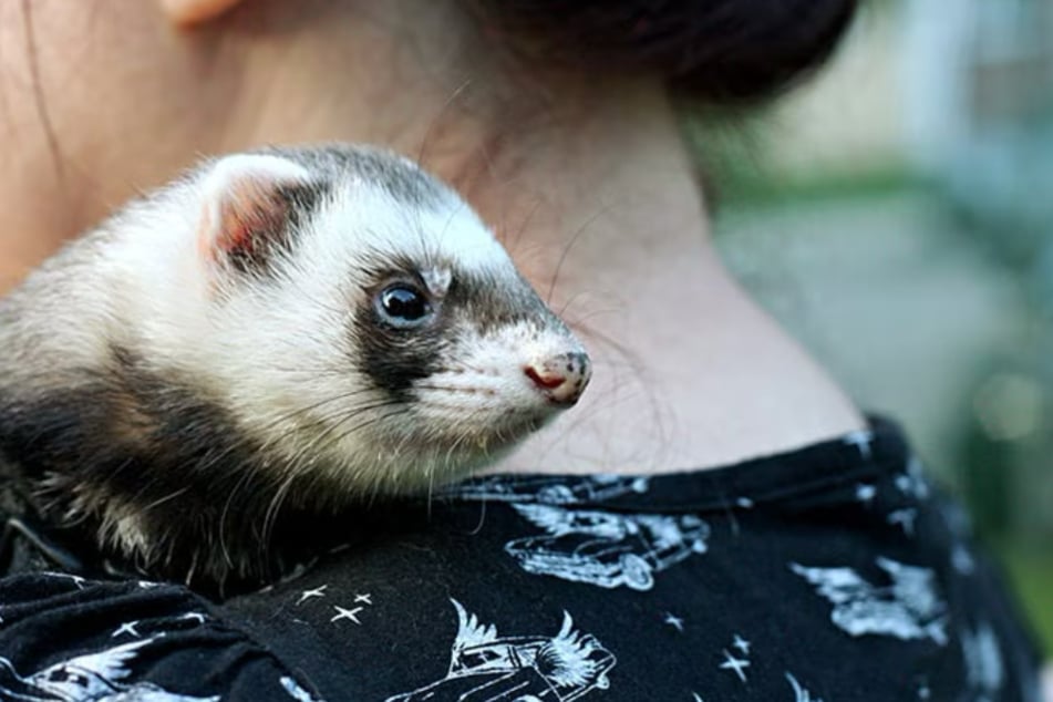 Chewy has everything your Ferret needs to stay happy and healthy