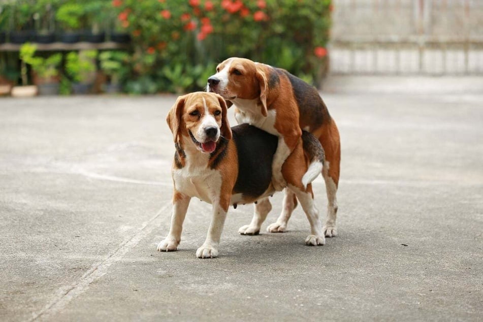 If your dog has been intimate with another dog, it might be best to get it checked.