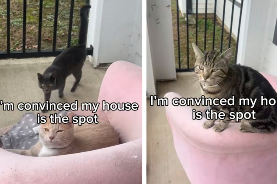 Lexi kann es kaum glauben, aber ihr Haustier bringt immer wieder fremde Katzen mit nach Hause.