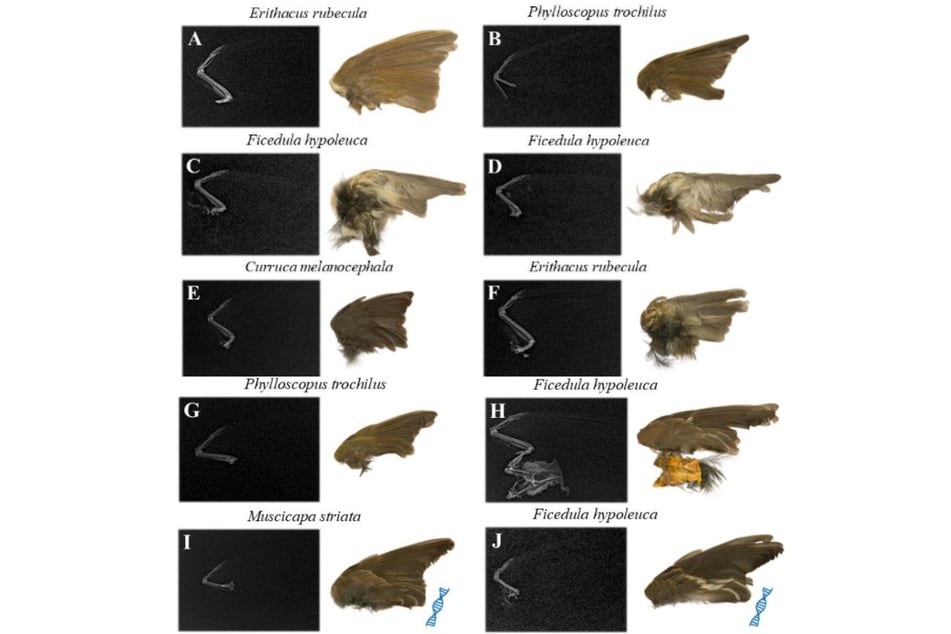 Am Boden sammelten die Forscher ausgerissener Flügel verschiedener Singvogel-Arten. An ihnen fanden sich DNA-Spuren des Risenabendseglers.