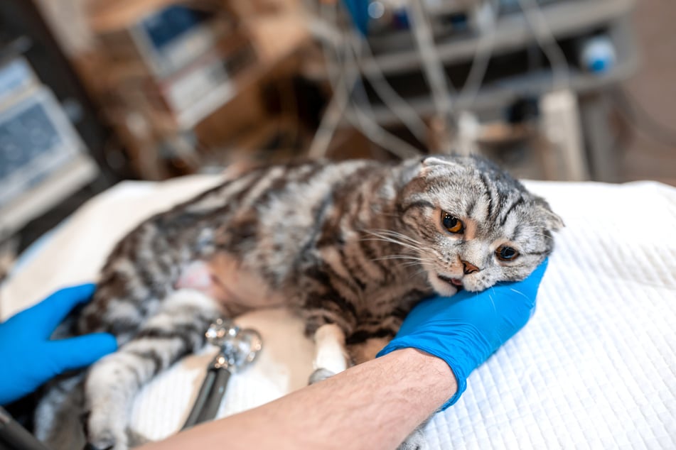 Ein Tierarzt berät, wie man der Katze das Sterben erleichtern kann.
