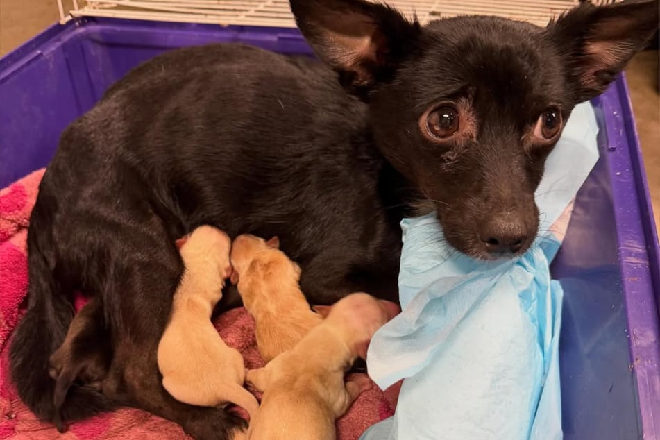 Die Hündin und ihre Welpen sind vorerst in Sicherheit.