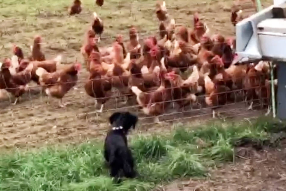 Hund und Hühner standen sich vis-à-vis gegenüber.