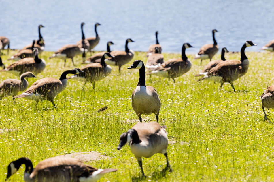 Nilgänse werden in vielen nordrhein-westfälischen Städten zum Problem. Sie verschmutzen Wiesen und schnattern lautstark.