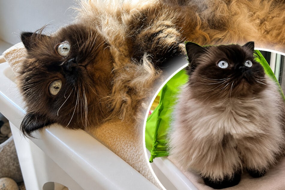 Katze schon zum zweiten Mal im Tierheim! Gibt es noch Hoffnung für "Schneckerl"?