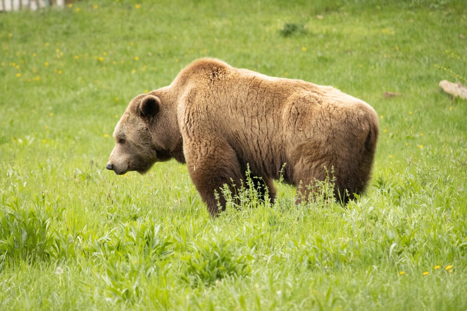 Im Allgäu wollen Soldaten einen Bären gesehen haben. (Symbolbild)