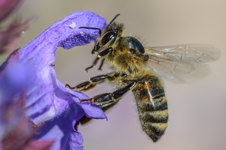 Damit unsere Bienen gesund und der Honig unverdorben bleiben, vergibt das städtische Veterinäramt kostenfrei Milben-Medis.