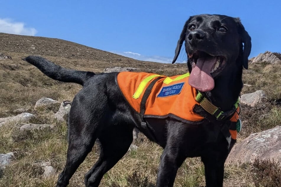 Labrador-Hündin Sgiath wurde zum "Tier des Jahres" gekürt.