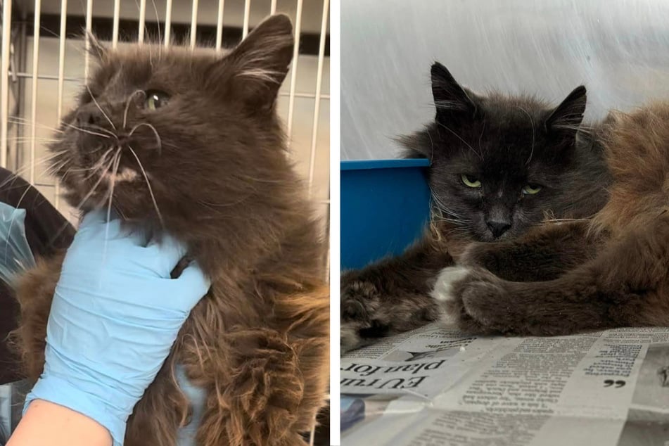 Animal rescuers from the DSPCA organization nursed Liam the cat back to health before he was returned to his family.