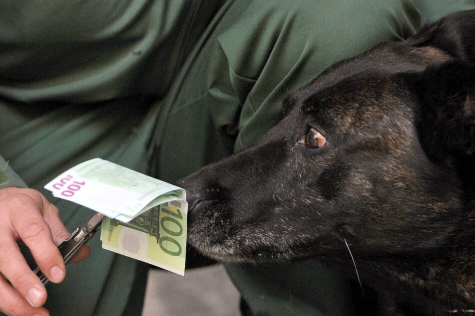 In Baden-Württemberg sollen Polizeihunde nun auch verstecktes Bargeld erschnüffeln. (Symbolbild)