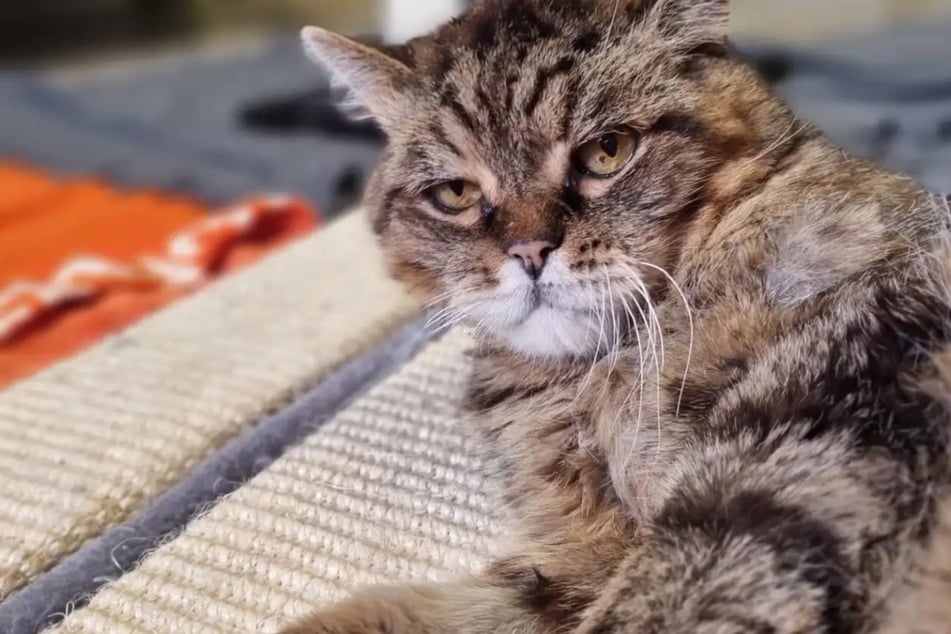 Niemand scheint ihn zu vermissen: Europäisch Kurzhaar-Kater Bommel hofft auf ein Happy End