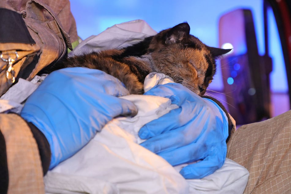 Auch eine Katze konnte gerettet werden.