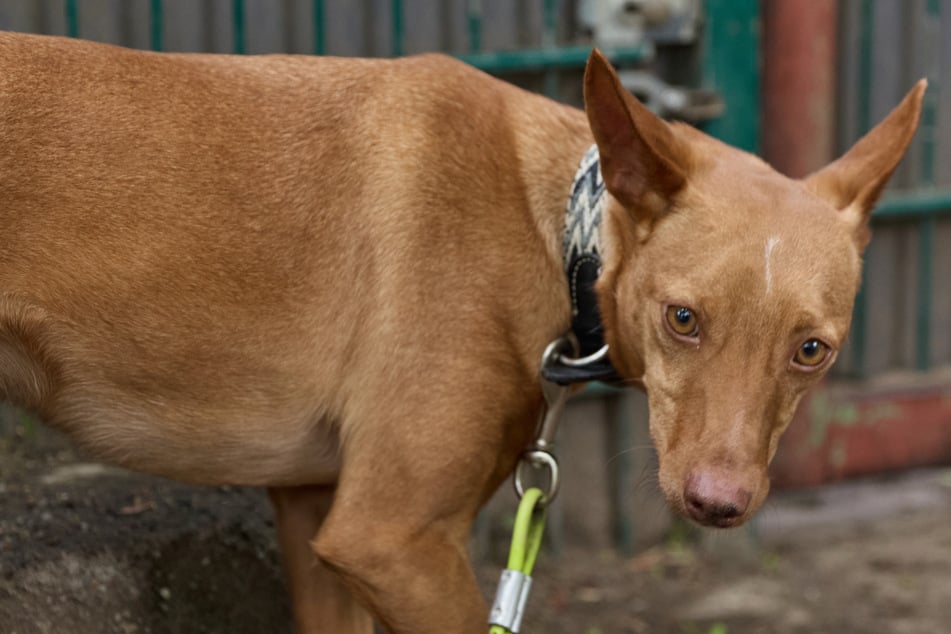 Hundekumpel würde ihm helfen: Podenco-Rüde Mauricio wartet auf seine zweite Chance