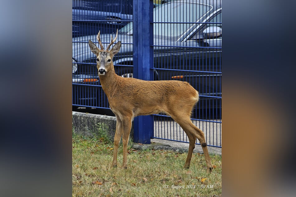 Erwischt! Dieser Rehbock (männliches Rehwild) gelangte 2019 als Kitz auf das Gelände des Verfassungsschutzes, darf jetzt unerwarteterweise doch bleiben.