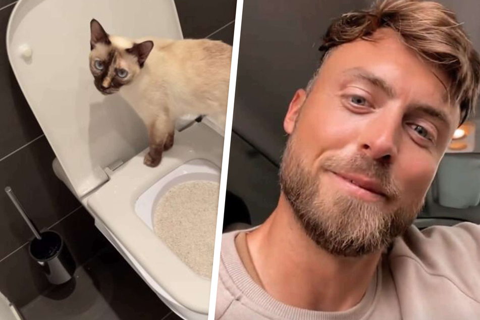 Ex-Bachelor Niko erzieht Katzen um: Sie sollen ihr Geschäft nun auf dem Menschen-Klo verrichten