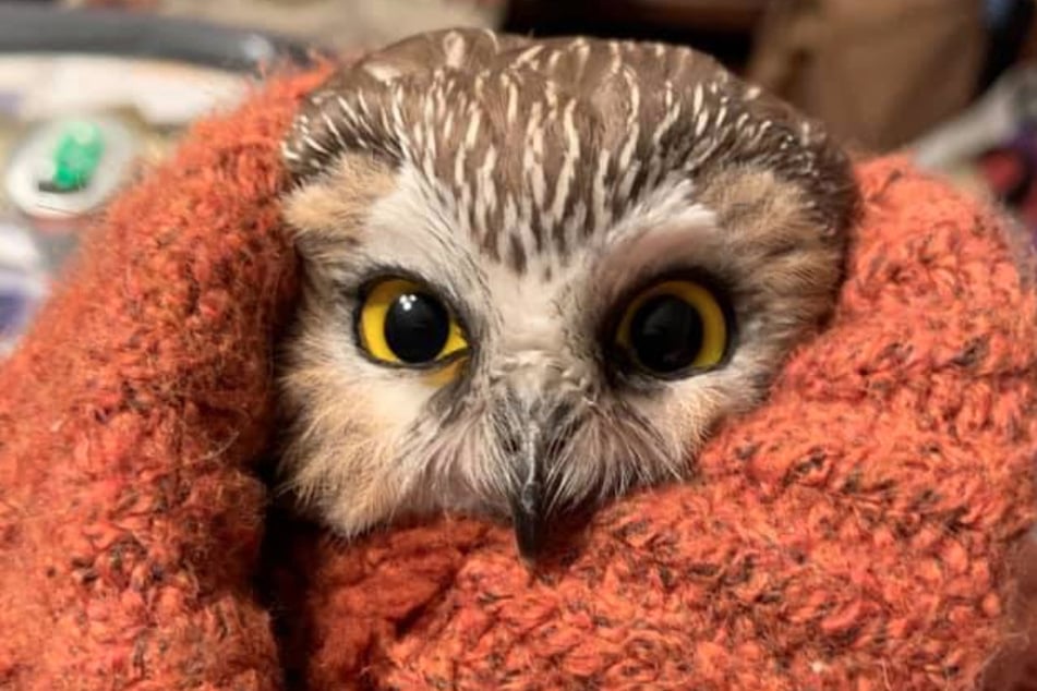 Saw-whet owls are among the smallest species of owls in North America.