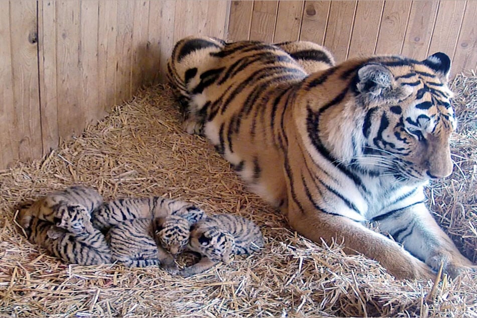 Im Mai wurden die fünf sibirischen Tigerjungen geboren.