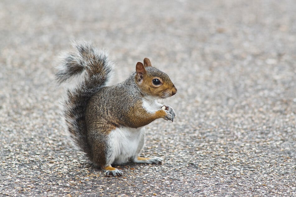 Red squirrels often die from the small pox that gray squirrels carry.