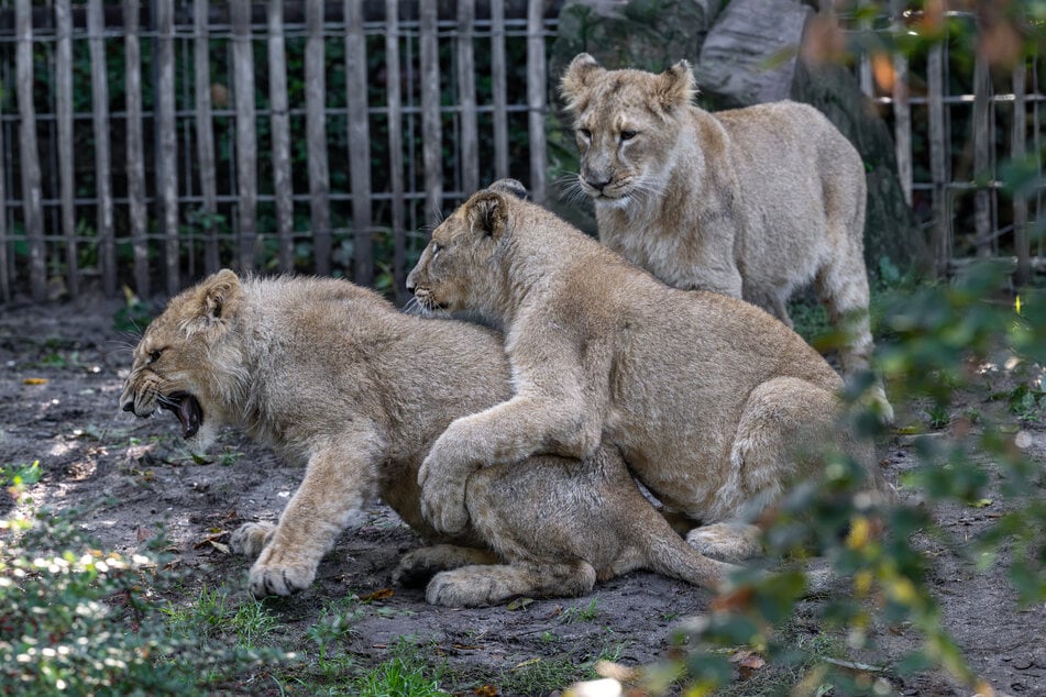 Die drei Löwen-Jungtiere "Prija", "Reeva" und "Zohan" aus dem Kölner Zoo entwickeln sich prächtig und zeigen sich im Umgang miteinander verspielt.