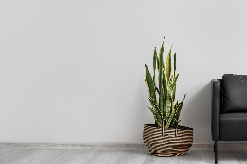 Die Sansevieria ist eine beliebte große Zimmerpflanze.